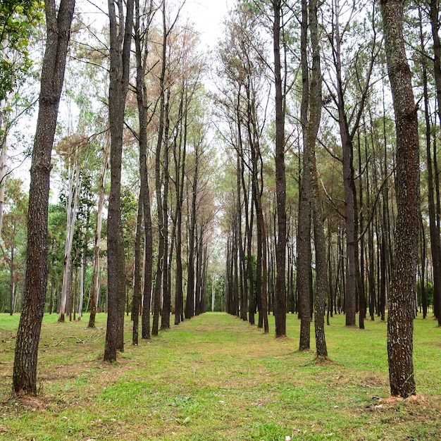 Pine forest