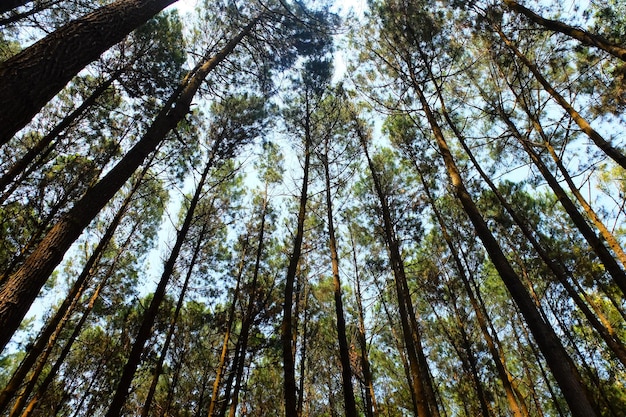 Pine forests. homogeneous forest. towering pine trees. natural backgrounds.