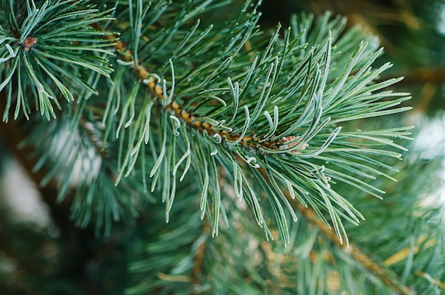 Pine iced tree