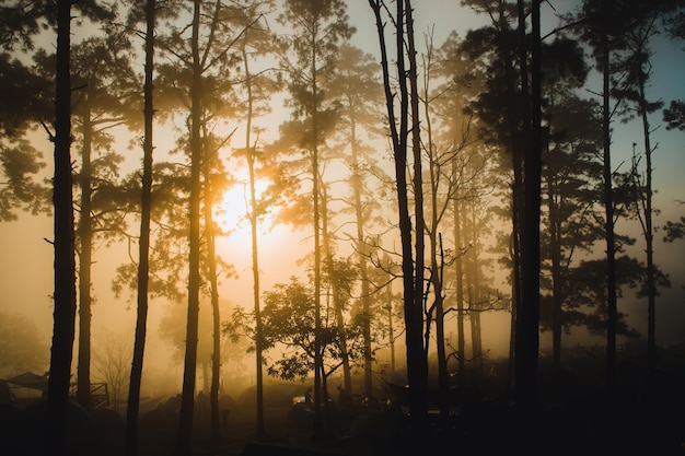 Pine landscape pictures with the sunlight, the nature is beautiful