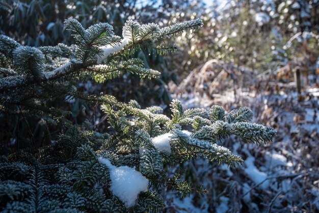 Pine leaf with snow in winter season