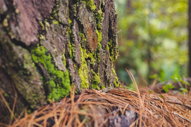 Pine leaves at the foot of the stem