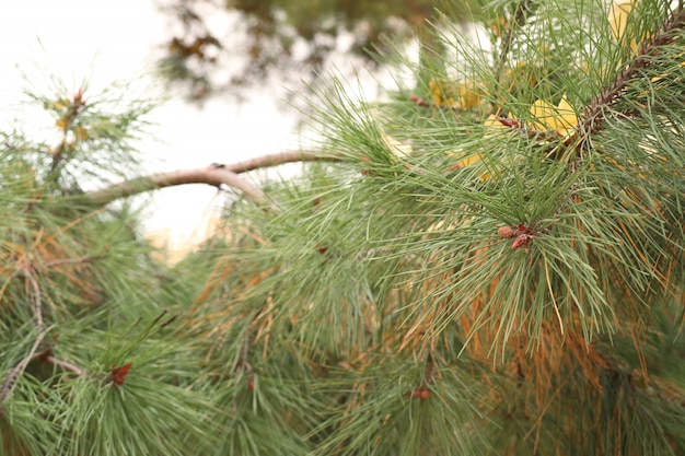 Pine leaves in spring korea