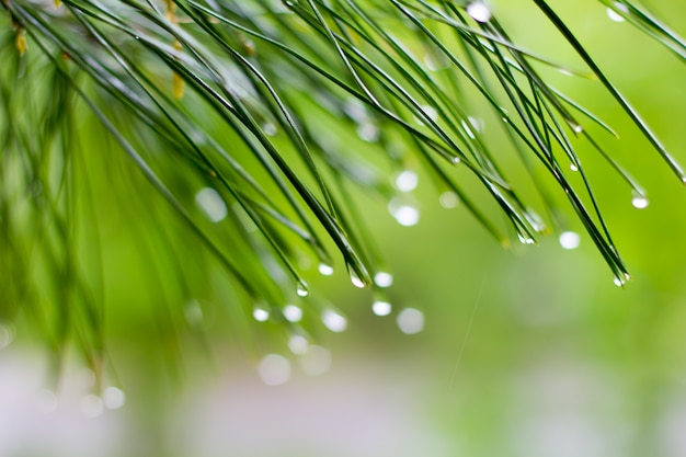 Pine needle with dewdrops in morning