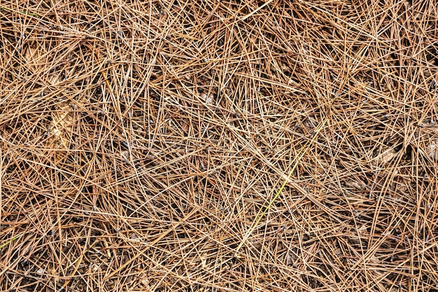 Pine needles on the ground for the background dried yellow needles of coniferous trees