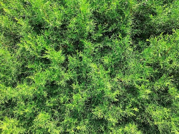 pine needles hedge in garden snapshot outdoor street green wall nature plant texture