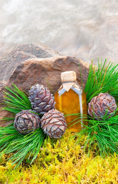 Pine nut oil in a glass bottle Lies on moss Nearby are pine cones branches and nuts