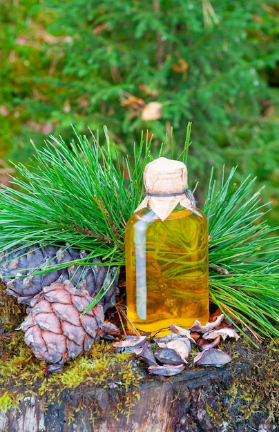 Pine nut oil in a glass bottle Nearby are cedar branches and cedar cones On a stump overgrown with moss Coniferous forest background