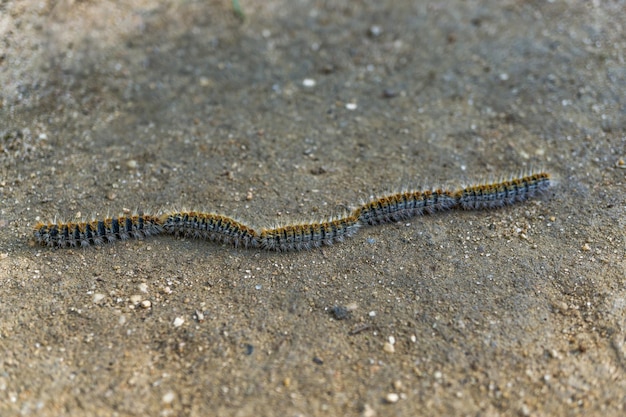 pine processionary caterpillar (Thaumetopoea pityocampa) nesting in a pine grove