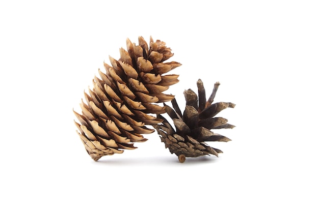 Pine and spruce cones isolated on white background Christmas decoration