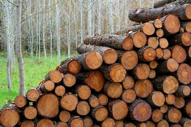 Pine timber, ready for transport from forest