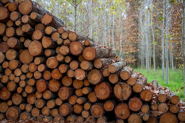 Pine timber, ready for transport from forest