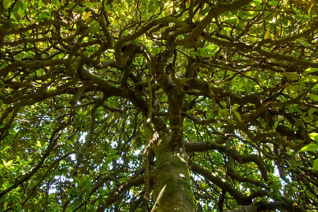 Pine tree bark and body background closeup beautiful tree