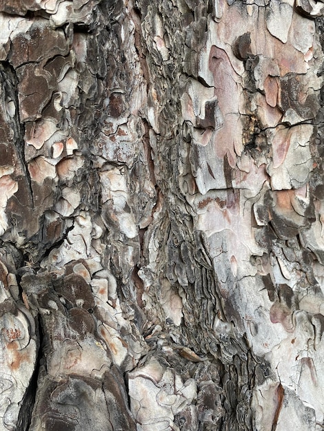 Pine Tree bark texture natural background