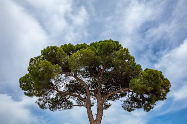 Pine tree on blue sky background Schinias National park Greece