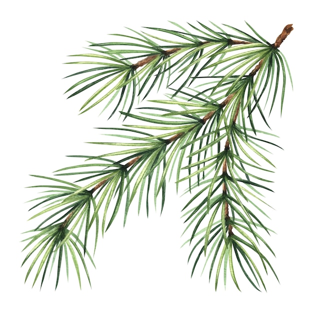 Pine tree branch christmas traditional plants in vintage fir twig with green needles hand drawn