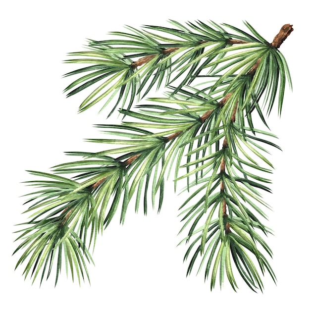 Pine tree branch christmas traditional plants in vintage fir twig with green needles hand drawn