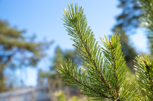 pine tree branches during sunny spring day.Brightly green prickly branches of a pine tree or Cedar with blue sky.