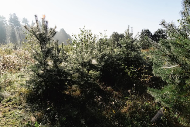 Pine tree branches with cobweb