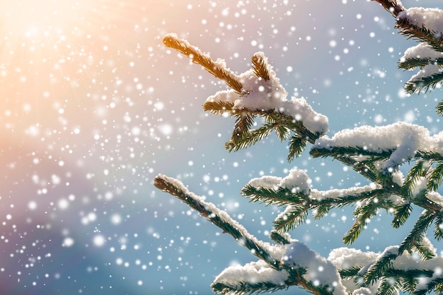 Pine tree branches with green needles covered with deep fresh clean snow on blurred blue outdoors copy space background. Merry Christmas and Happy New Year greeting postcard. Soft light effect.