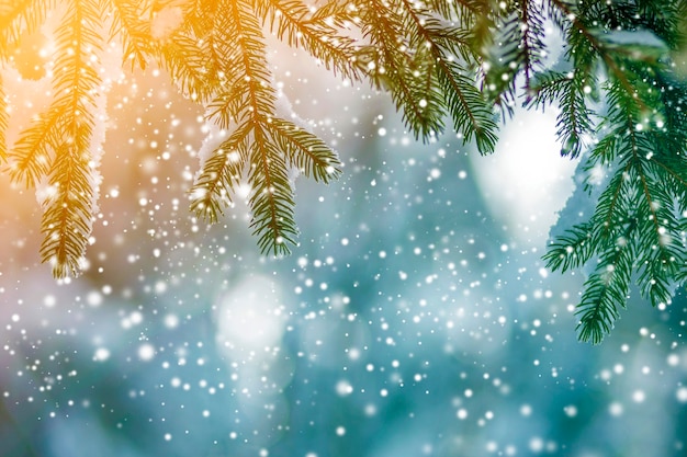 Pine tree branches with green needles covered with deep fresh clean snow on blurred blue outdoors copy space background. Merry Christmas and Happy New Year greeting postcard. Soft light effect.