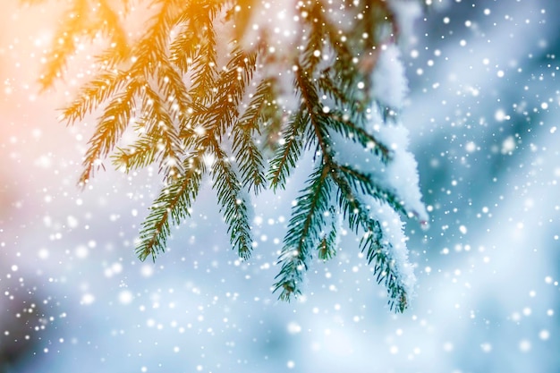 Pine tree branches with green needles covered with deep fresh clean snow on blurred blue outdoors copy space background Merry Christmas and Happy New Year greeting postcard Soft light effect