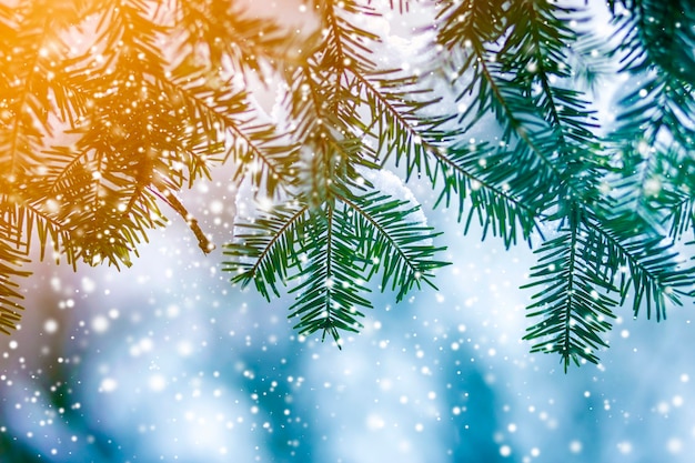 Pine tree branches with green needles covered with deep fresh clean snow on blurred blue outdoors copy space background