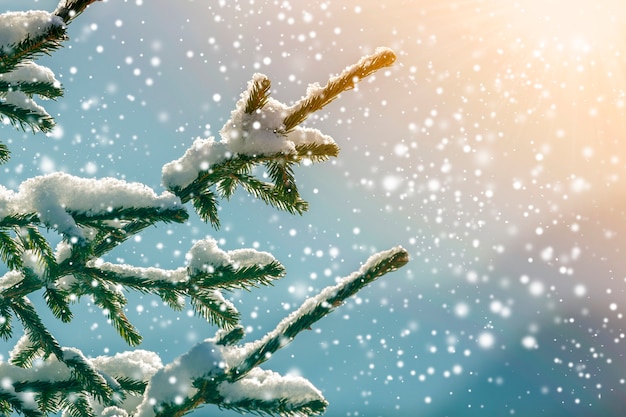 Pine tree branches with green needles covered with deep fresh clean snow on blurred blue outdoors 