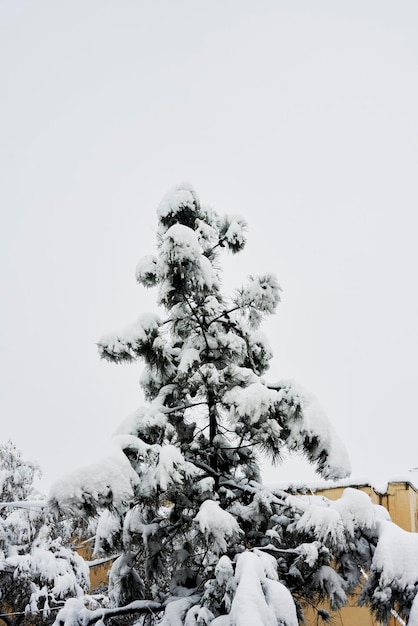 A pine tree covered in snow on a cloudy day