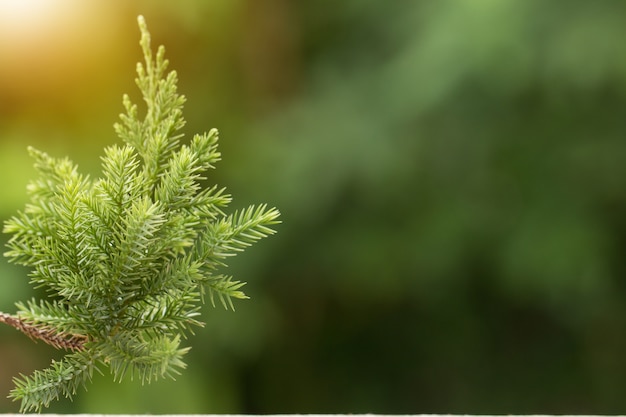 Pine tree, Evergreen juniper background. Christmas and Winter wallpaper