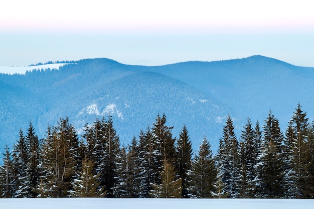 Pine tree forest in snowy mountains