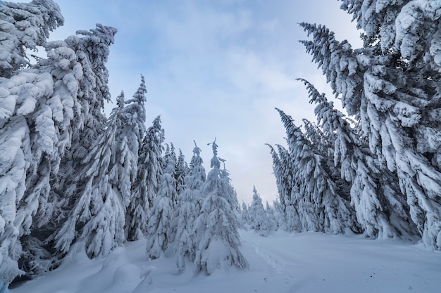 Pine tree forest in winter with deep snow.