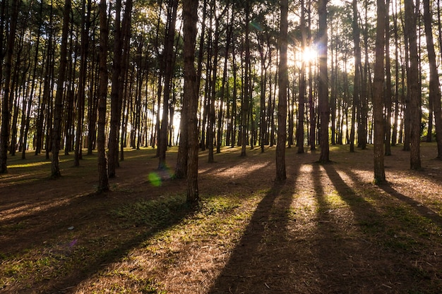 Pine tree forest with sunlight and shadows at sunrise.