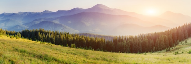 Pine tree forest