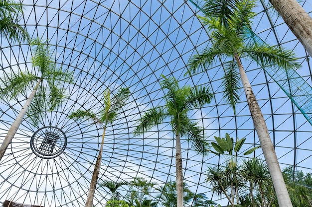 Pine tree in green house