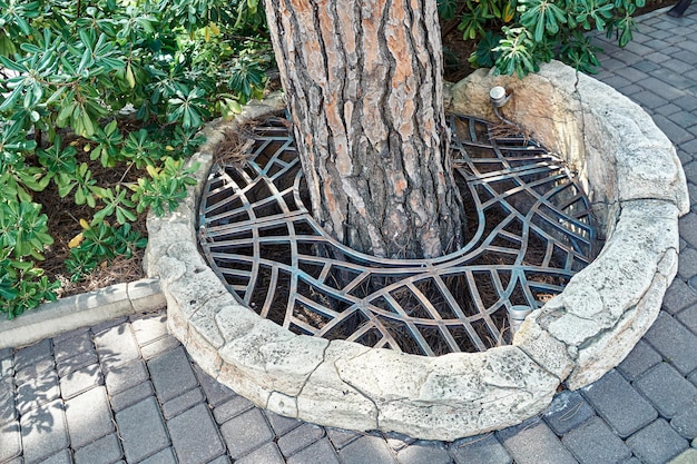 Pine tree grows in pit covered with metal grid on city paving street on summer day close view