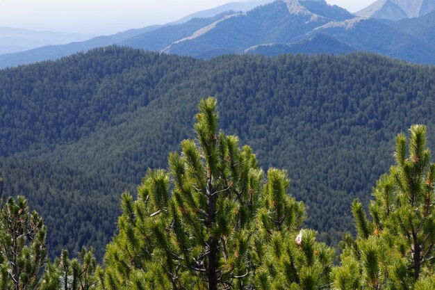 a pine tree is in front of a mountain with a mountain in the background