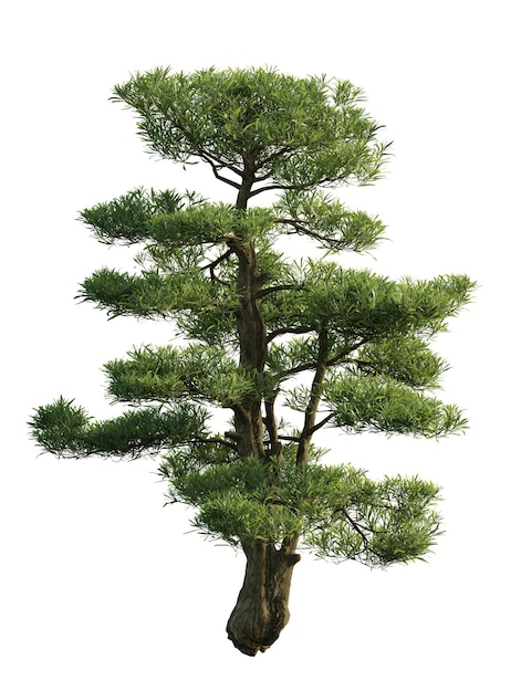 Pine tree isolated on white