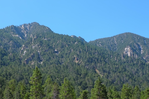 Pine Tree Mountain Forest Background