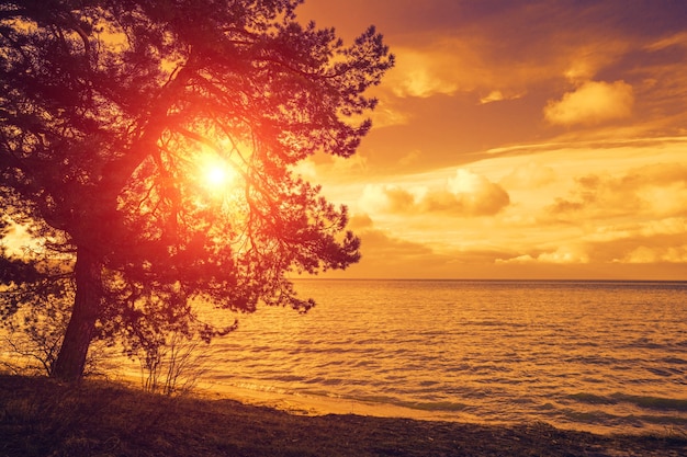 Pine tree near sea at purple sunset