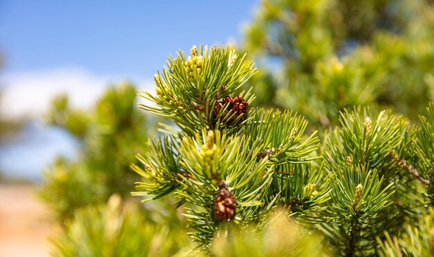 Pine tree needles closeup blue sky background