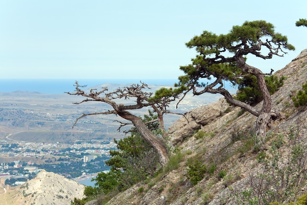 Pine tree on summer mountain hill (Crimea, Ukraine, Sudack Town).