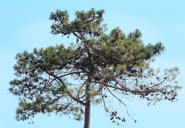 Pine tree top with cones on sky background.