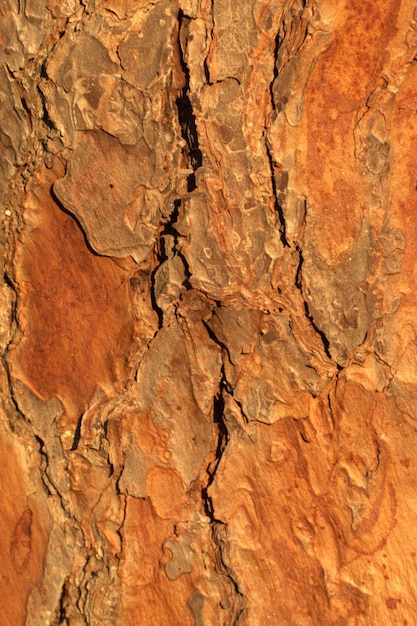 Pine tree trunk bark texture