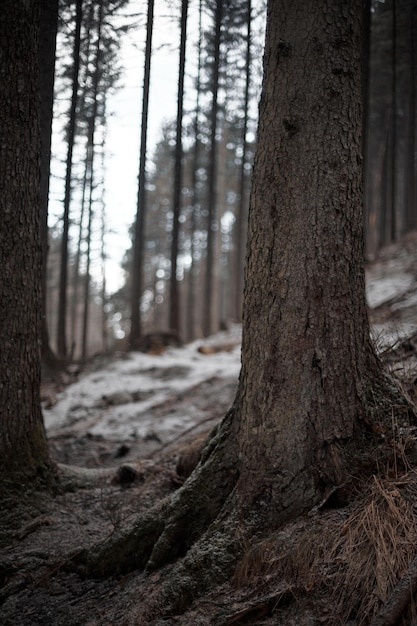 Pine tree trunk close up in dark dramatic woods during winter snowflake