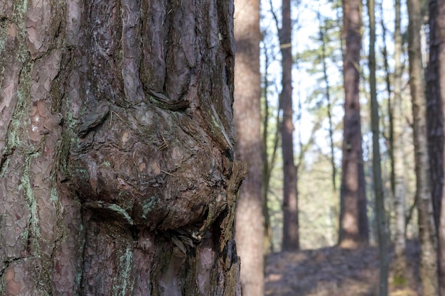 Photo pine tree trunk with growth on forest background