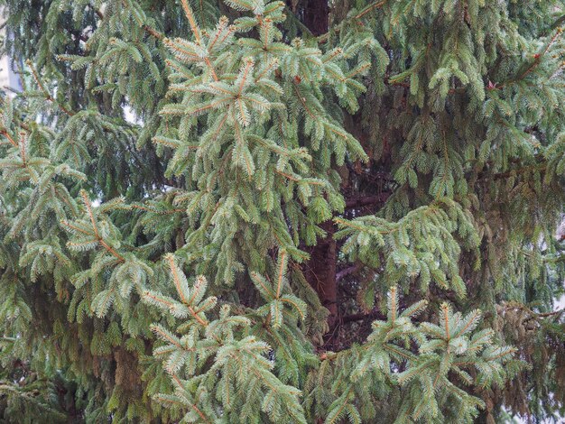 Pine tree in winter