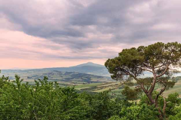 Pine tree with background of green meadows of Tuscany crossed by rural roads, Val d'Orcia, Italy