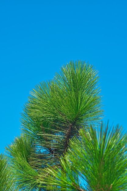 Photo a pine tree with a blue sky in the background