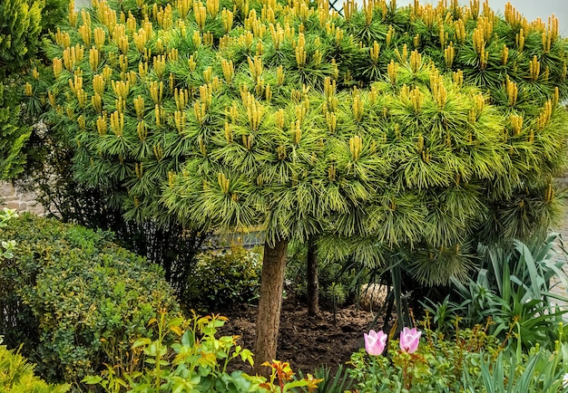 Pine tree with fresh buds in summer garden.